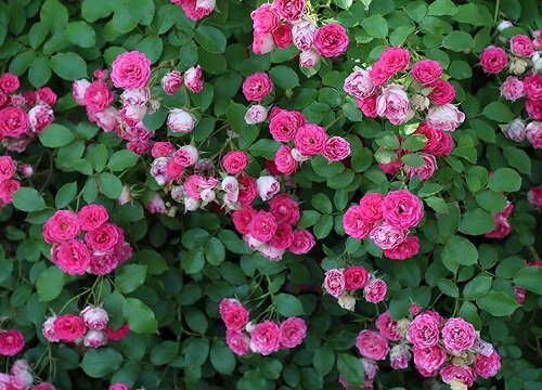 胭脂扣月季是藤本还是灌木