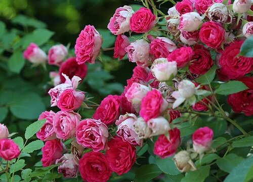 胭脂扣月季是藤本还是灌木