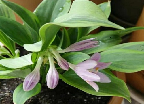 院子里种什么花好看又好养又耐寒