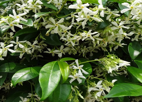 院子里种什么花好看又好养又耐寒