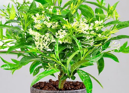 夜来香花期是什么时候