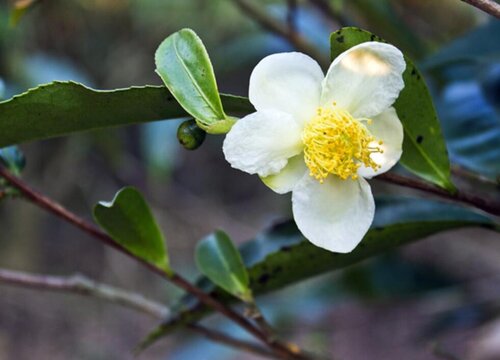 茶花开完花后需要施肥吗