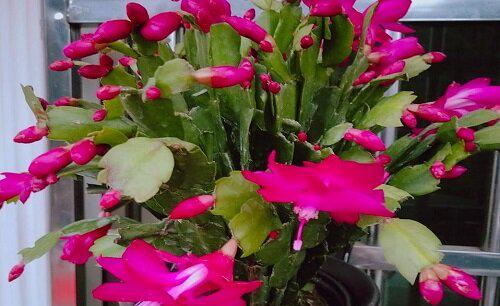 蟹爪兰花谢了以后怎样才能再开花