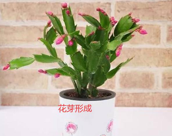 蟹爪兰花谢了以后怎样才能再开花