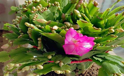 蟹爪兰花谢了以后怎样才能再开花