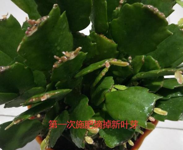 蟹爪兰花谢了以后怎样才能再开花