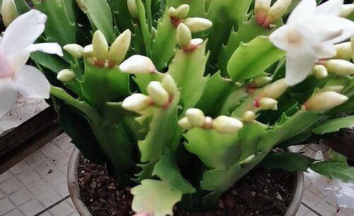 蟹爪兰花谢了以后怎样才能再开花