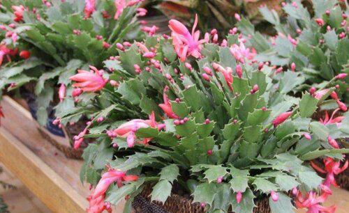 蟹爪兰花谢了以后怎样才能再开花