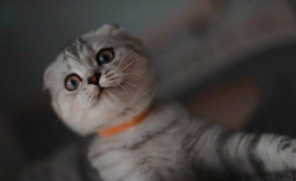 名贵又可爱的猫咪品种名字及图片