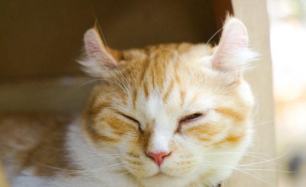 名贵又可爱的猫咪品种名字及图片