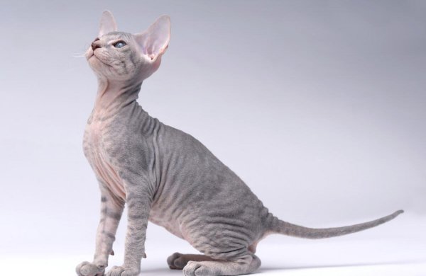 名贵又可爱的猫咪品种名字及图片