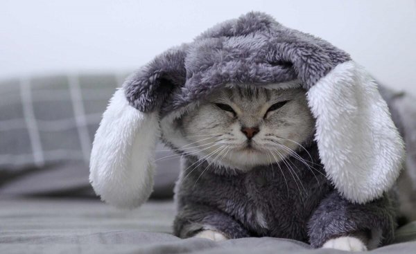 名贵又可爱的猫咪品种名字及图片