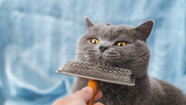 名贵又可爱的猫咪品种名字及图片