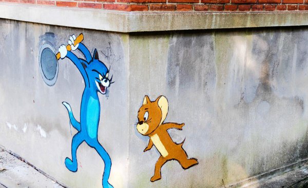 名贵又可爱的猫咪品种名字及图片