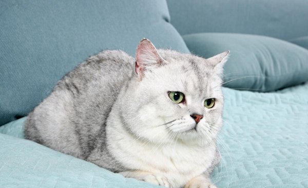 名贵又可爱的猫咪品种名字及图片