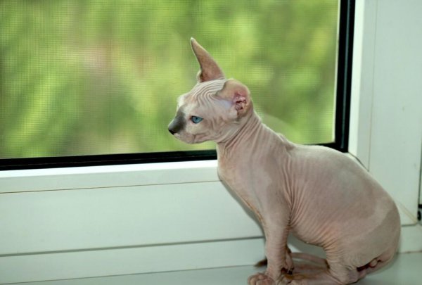 名贵又可爱的猫咪品种名字及图片