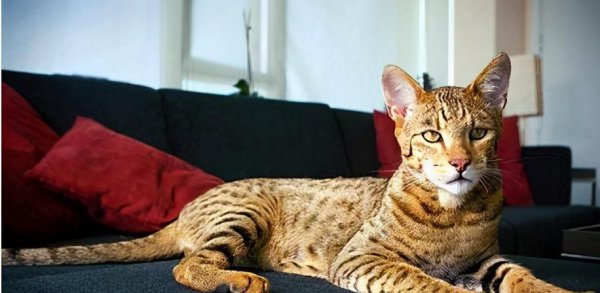 名贵又可爱的猫咪品种名字及图片