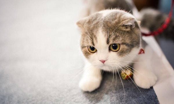 名贵又可爱的猫咪品种名字及图片