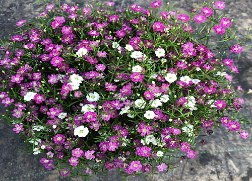 紫色满天星花语和寓意