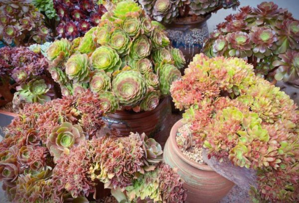 法师缀化是怎样养出来的