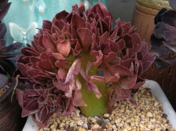 法师缀化是怎样养出来的