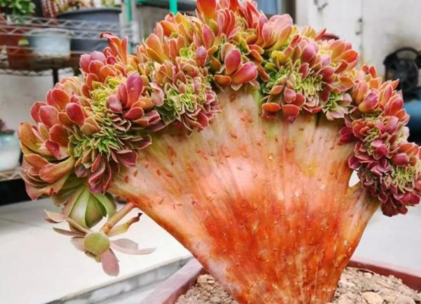 法师缀化是怎样养出来的