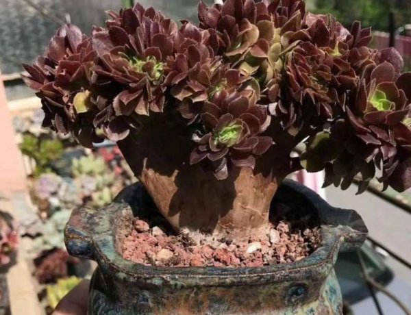 法师缀化是怎样养出来的