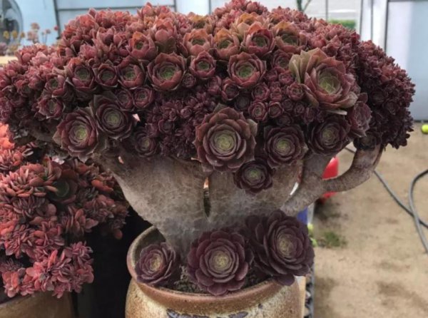 法师缀化是怎样养出来的