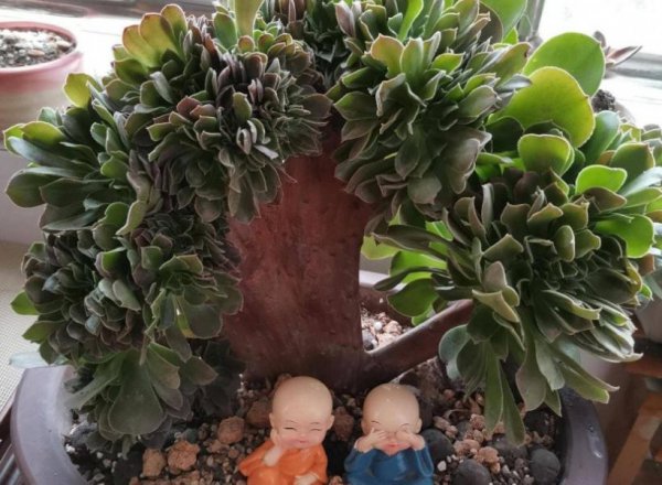 法师缀化是怎样养出来的