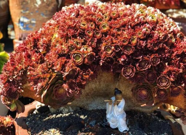 法师缀化是怎样养出来的