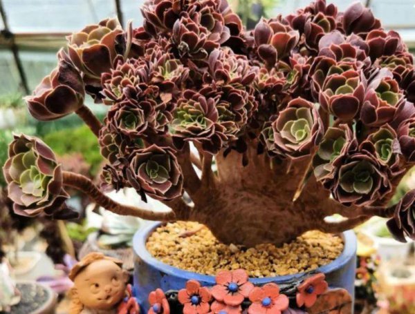 法师缀化是怎样养出来的