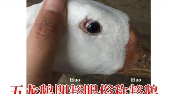 鹅的品种有哪些名字