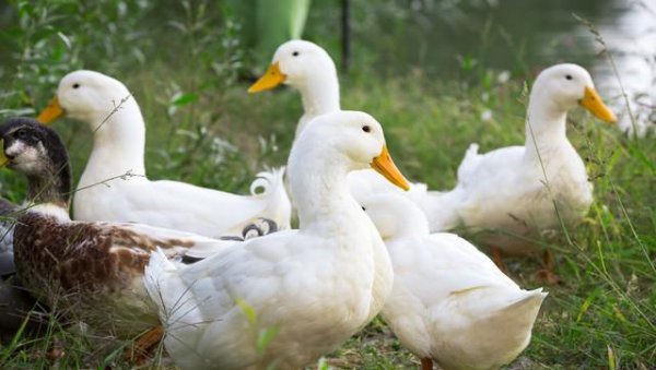 鹅的品种有哪些名字