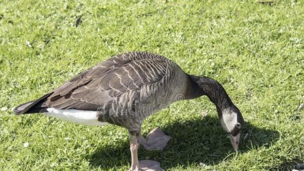 鹅的品种有哪些名字