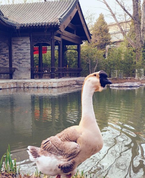 鹅的品种有哪些名字