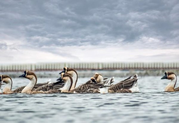 鹅的品种有哪些名字