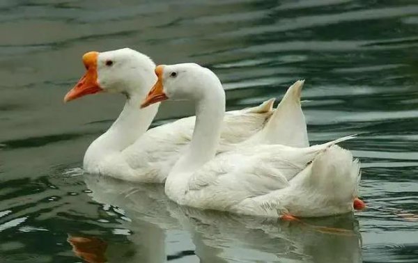 鹅的品种有哪些名字