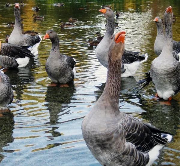 鹅的品种有哪些名字