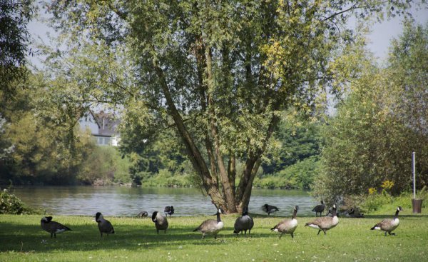 鹅的品种有哪些名字