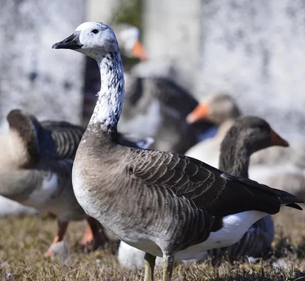 鹅的品种有哪些名字