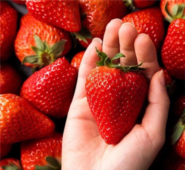丹东草莓几月份最好吃