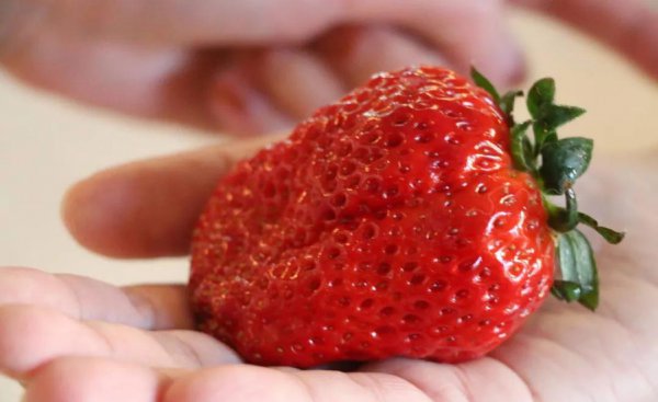 丹东草莓几月份最好吃