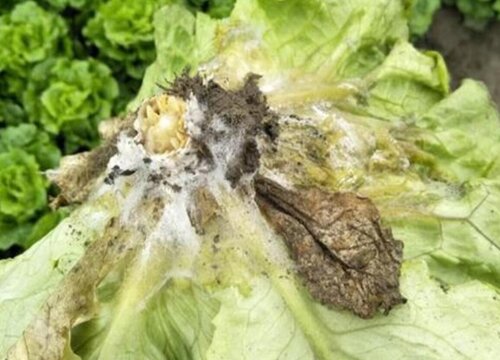 生菜病虫害防治技术与方法措施