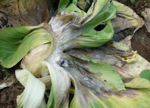 生菜病虫害防治技术与方法措施