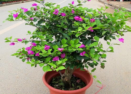 三角梅怎样修剪开花数量翻倍