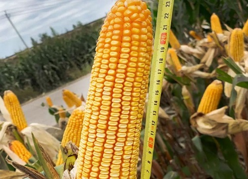 郑单958玉米品种介绍