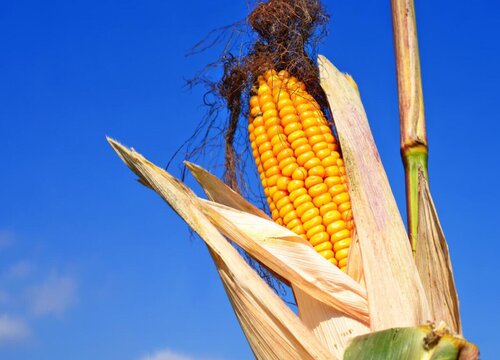 郑单958玉米品种介绍