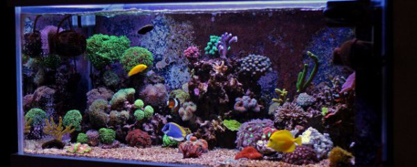 新开鱼缸光照多长时间合适