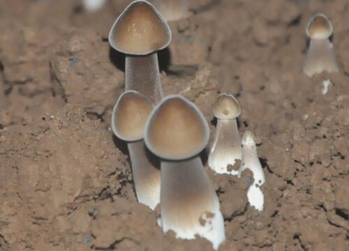 鸡枞菌生长在什么地方