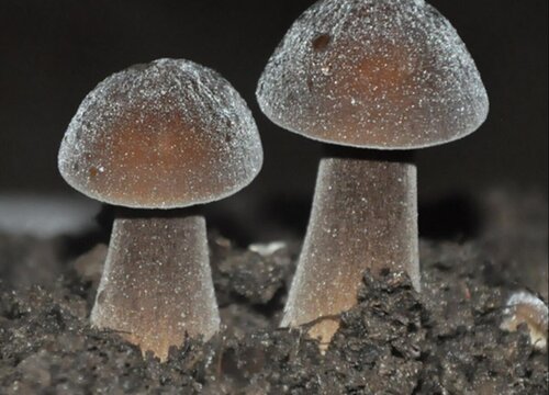 鸡枞菌生长在什么地方